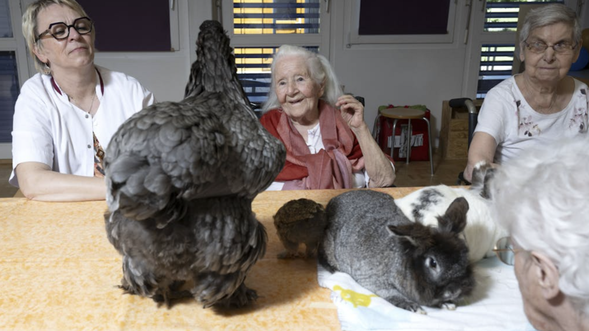 Ginette, la poule thérapeute à l’EMS des Lilas