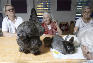 Ginette, la poule thérapeute à l’EMS des Lilas